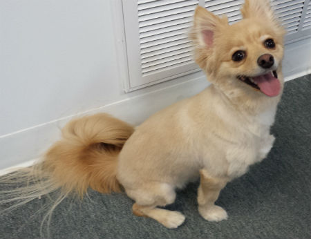 Koda with haircut (125K)